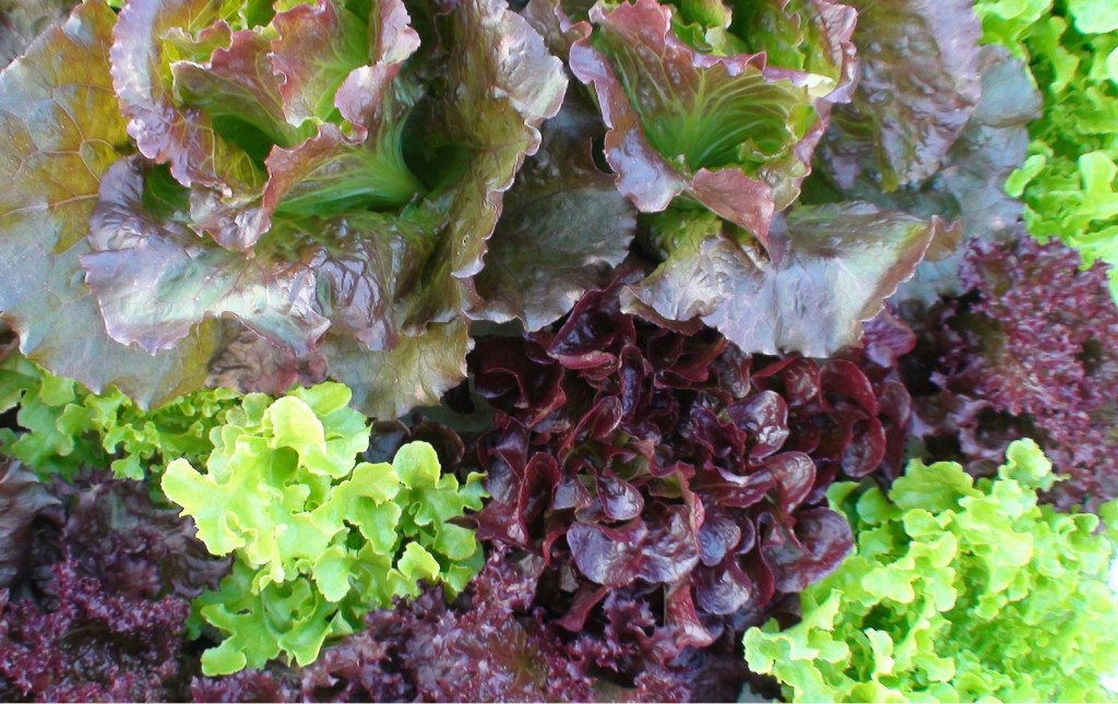 Gorgeous aquaponics lettuce varieties with organic certification are worth almost twice as much.